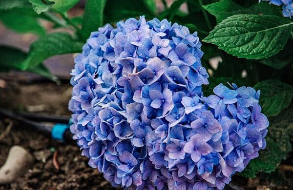 공주 수국축제 (사진출처=공주시)