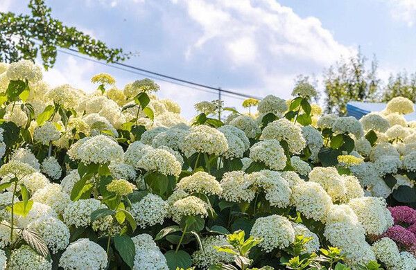 공주 수국축제 (사진출처=한국관광공사)