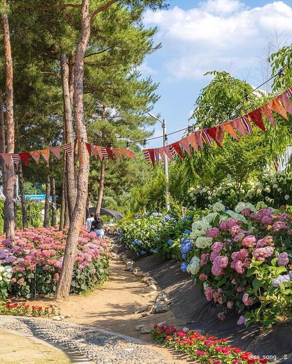 공주 유구 색동수국정원/ 관광공사 제공