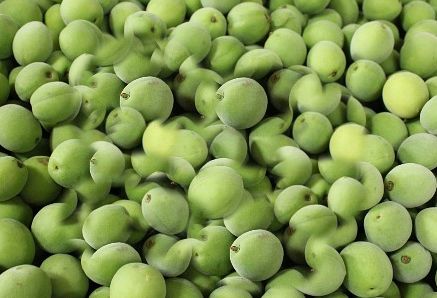 매실청 담그기, 담그는법 (담그는방법)