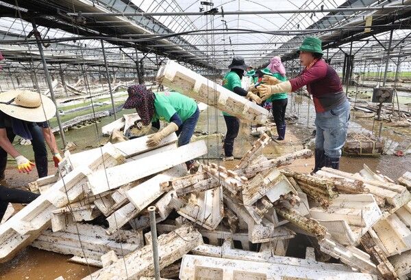 대전 동구 자원봉사자들이 예산군 수해복구 현장에서 봉사활동을 하고 있다 (사진=전우용 기자)