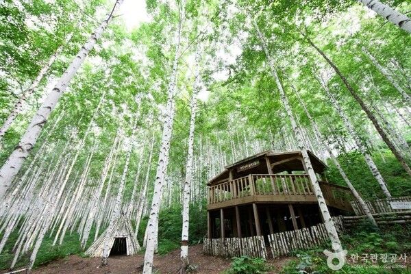 인제&nbsp;원대리 자작나무 숲/ 관광공사 제공&nbsp;