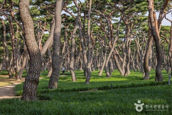 9월 가볼만한 곳 경주여행 황성공원&nbsp; / 관광공사 제공
