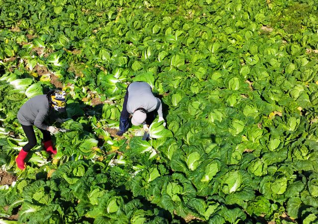 가을배추 출하·할인 확대에…배춧값&nbsp;한달새 63% 떨어져[연합뉴스]