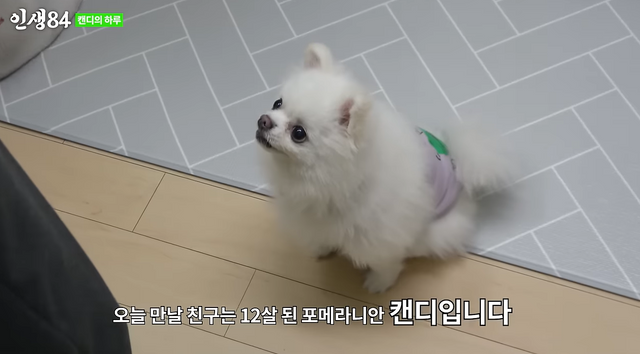 사진=유튜브 채널 '인생84'