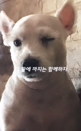 사진= 자고일어나니 슈퍼스타가 된 강쇠 견주 SNS