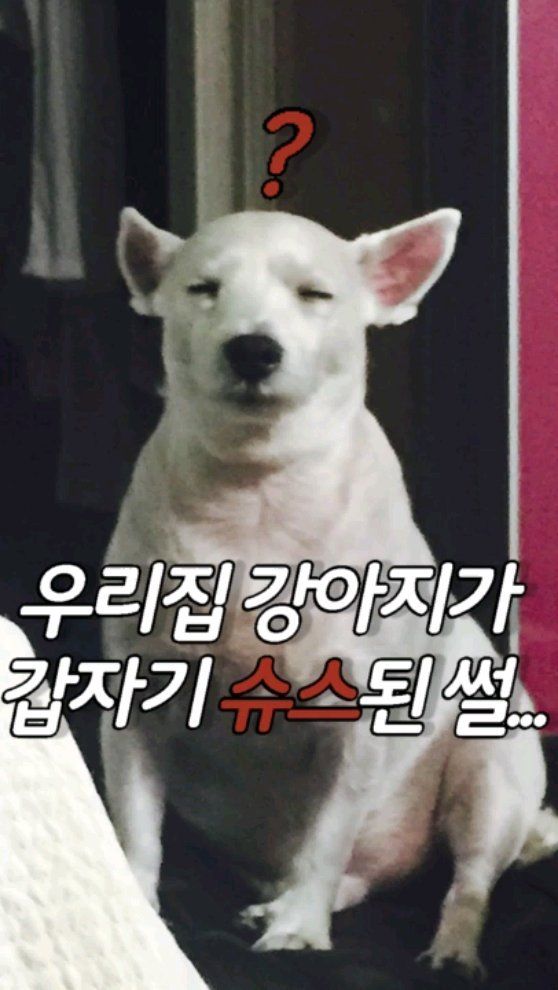 사진= 얼떨결에 슈퍼스타가 된 강쇠 견주 SNS