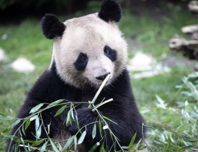 사진=프랑스 보발 동물원