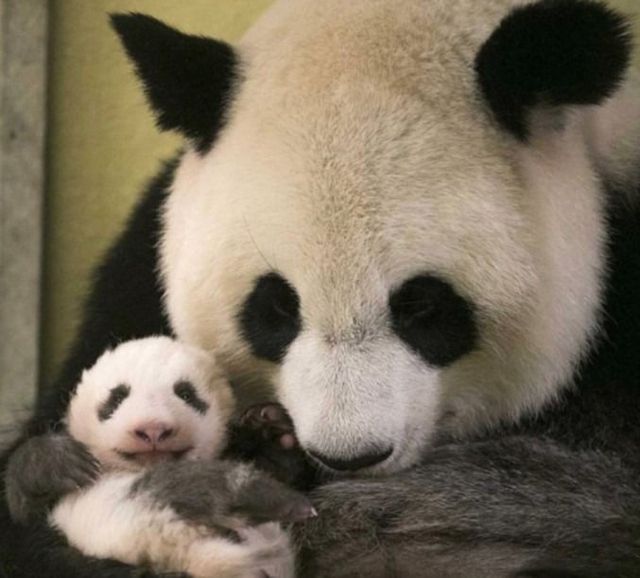 사진=프랑스 보발 동물원&nbsp;