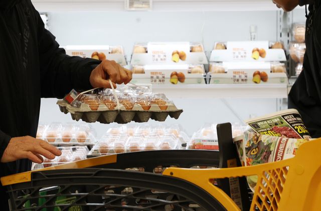 계란 다시 7천원대…산란계&nbsp;300만마리 살처분, 수급 불안 우려(종합)[연합뉴스]