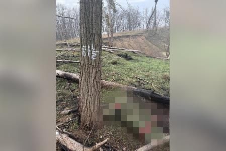 한글로 '하늘' 적힌&nbsp;쿠르스크의 나무…