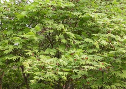 산에 흔한 당단풍나무가 비만치료제?…