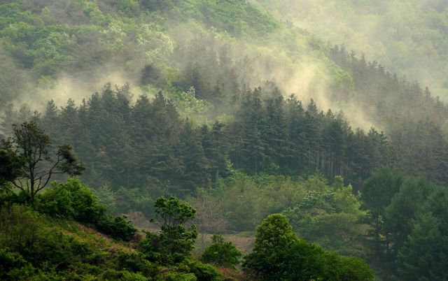 꽃가루&nbsp;농도 '매우 높음'…비염·결막염 등 알레르기 주의[연합뉴스]