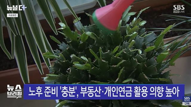사진=SBS뉴스