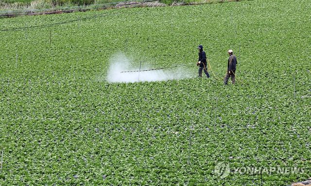 2018년·작년처럼…채소·과일 두자릿대 '히트플레이션' 주의보[연합뉴스]