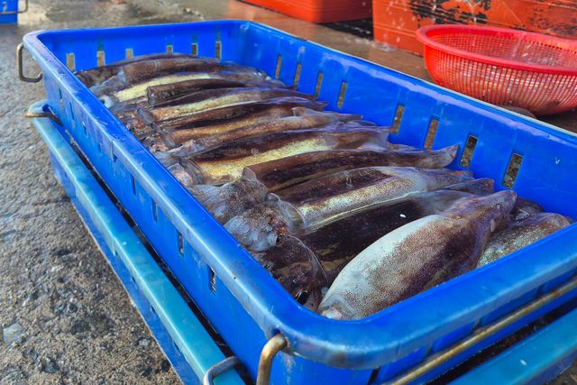 제주도보다 비싼&nbsp;울릉도&nbsp;물가…3일 여행에 100만원 훌쩍[연합뉴스]