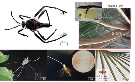물위 달리는&nbsp;소금쟁이&nbsp;비밀 풀었다…초소형 로봇으로 구현 성공[연합뉴스]