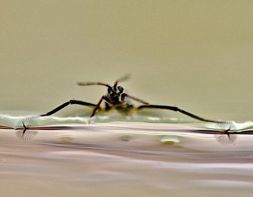 물위 달리는&nbsp;소금쟁이&nbsp;비밀 풀었다…초소형 로봇으로 구현 성공[연합뉴스]