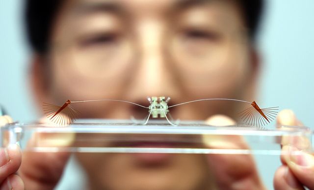 물위 달리는&nbsp;소금쟁이&nbsp;비밀 풀었다…초소형 로봇으로 구현 성공[연합뉴스]