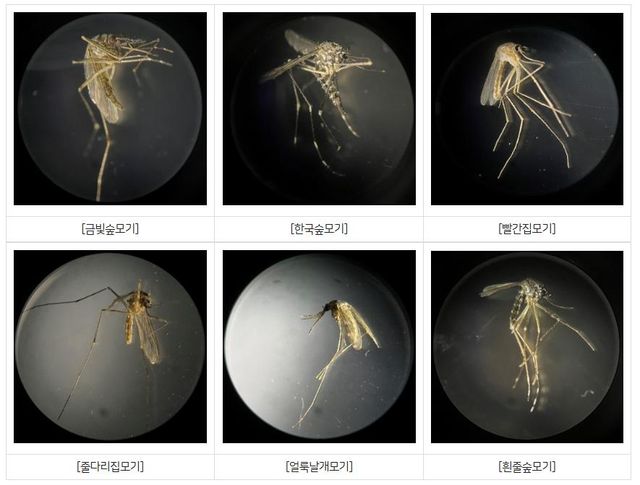 모기도&nbsp;여름 고온에 지친다…이제 가을에 더 극성[연합뉴스]