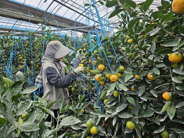 최고가격제에도&nbsp;농업용 난방유 18일째 올라…농산물 상승 압박(종합)[연합뉴스]