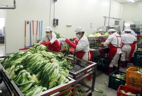 괴산 절임배추 가격 동결. 절임배추 20kg 한 상자는 4만원, 10kg 한 상자는 2만 1천원. 택배비 별도. (사진출처 : 연합뉴스)