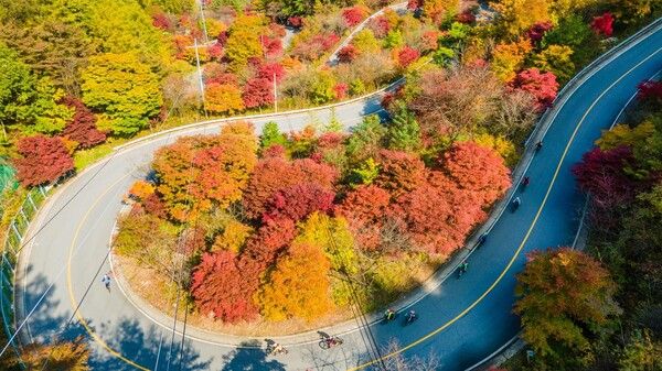 지난해 보발재 단풍 (사진 출처 : 단양군)