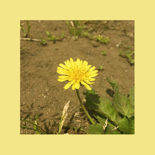 '우효 - 민들레' 앨범 커버 (사진출처 : 지니뮤직)