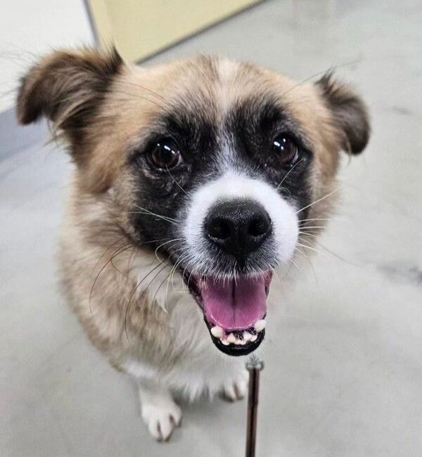 봉봉이 (사진출처 : 동물보호연대 SNS)