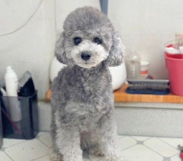 반려견 2마리가 죽은 집에서 살아남은 강아지