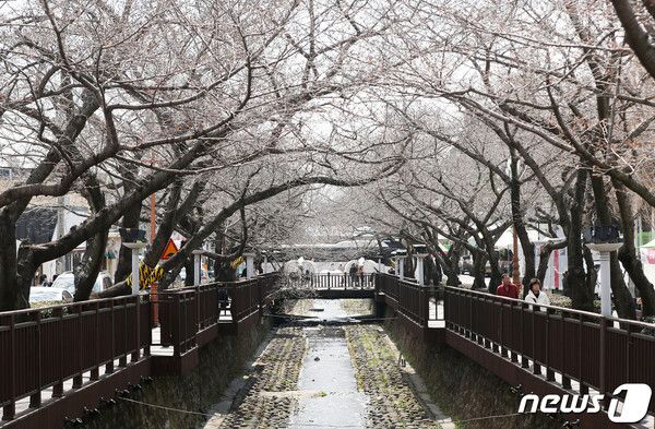 벚꽃 개화 앞둔 진해 여좌천 일대