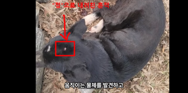 사람에게 심한 학대를 당한 여자 강아지 밍키 (사진 출처 : 유튜브 채널 '그 남자의 멍한 여행')