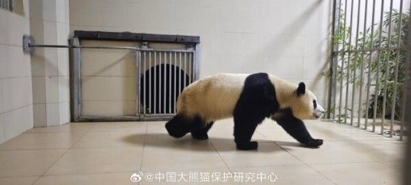 선수핑기지에 도착한&nbsp;푸바오