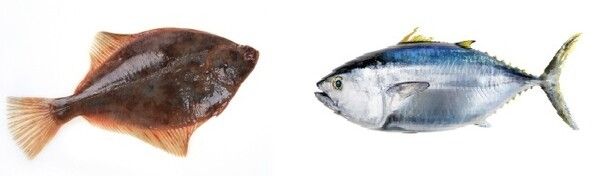 2025년 3월의 수산물로 선정된 가자미와 참다랑어 (자료 제공 = 해양수산부)