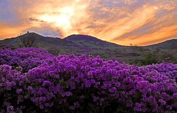 전국 최고의 철쭉 군락지를 자랑하는 황매산 (사진 출처 : 한국관광공사)