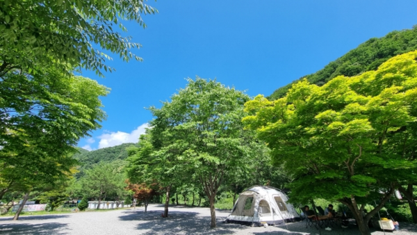 (출처 : 가평 청정캠핑장)