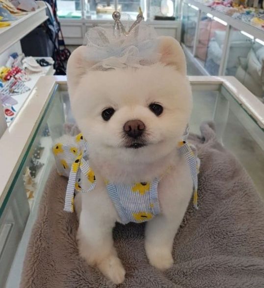 달리 인스타그램