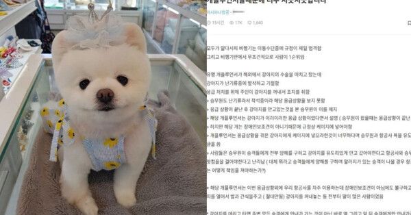 달리 인스타그램/온라인커뮤니티