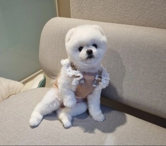 달리 인스타그램