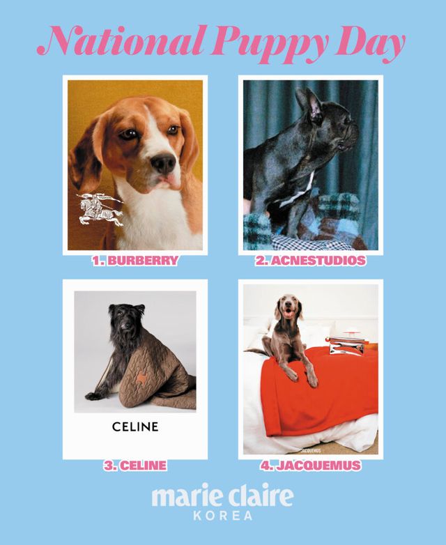 강아지와 함께한 특별한 패션 캠페인