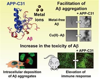 아밀로이드 전구체 C 말단 절단체(APP-C31)가 알츠하이머 병리 인자들의 기능에 미치는 영향 (사진=한국과학기술원)