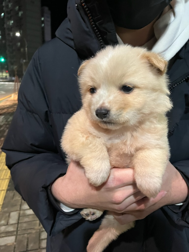 안 씨가 안고 있던 '진티즈'의 마지막 모습 ⓒ 동물권행동 카라