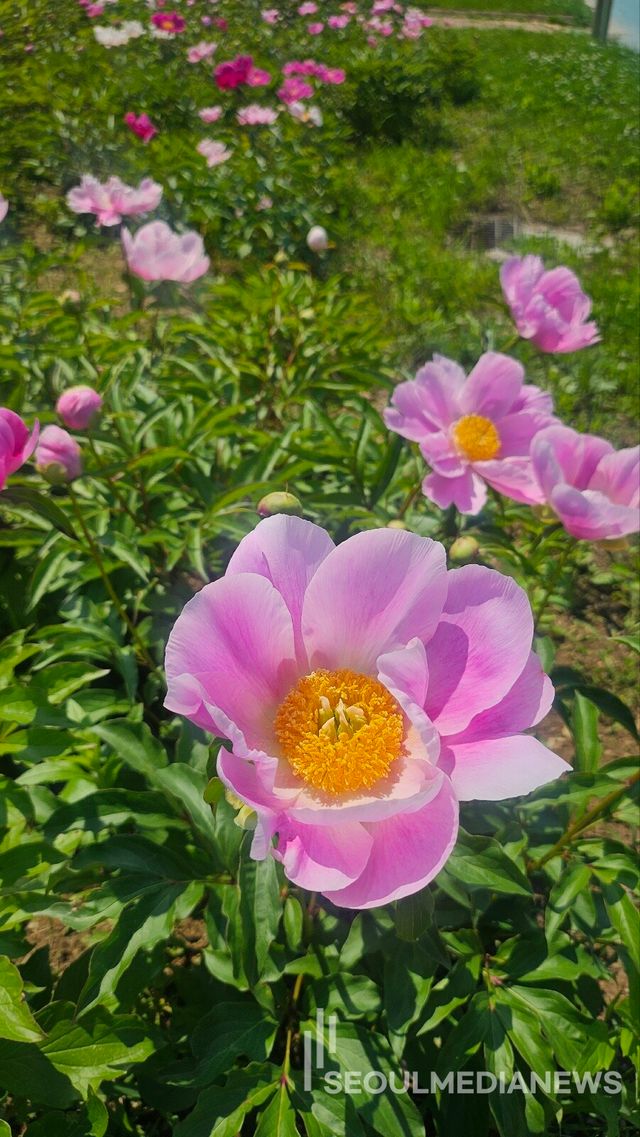 사진=서울미디어뉴스 전서현 기자