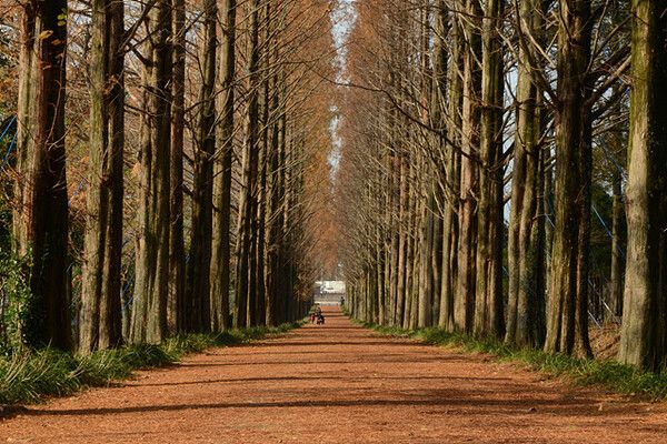메타세쿼이아길. 사진=한국관광공사