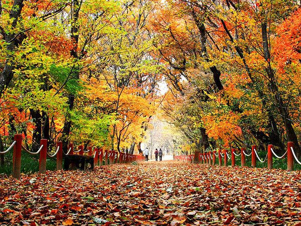 함양 상림. 사진=한국관광공사