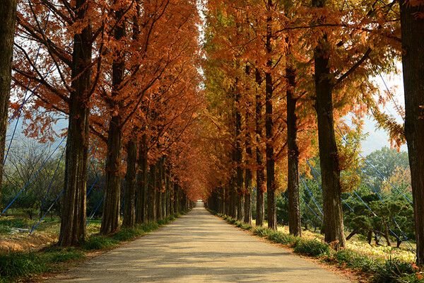 전라남도 산림연구원. 사진=한국관광공사