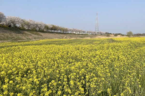 영산강 둔치 체육공원의 유채꽃밭과 둑길의 벚꽃이 어우러진 풍경. 사진=한국관광공사
