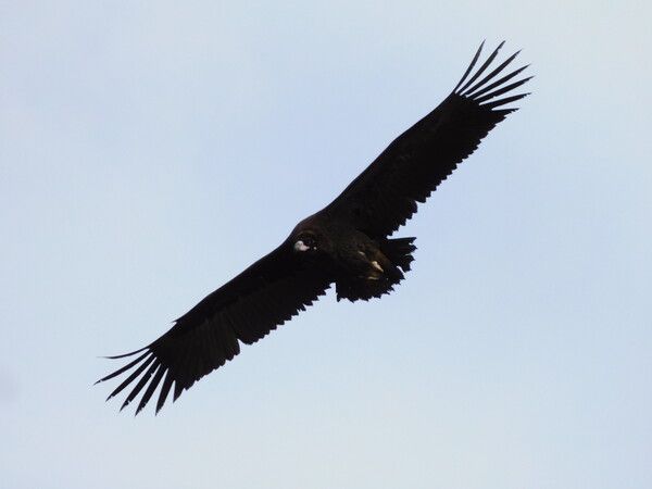 경남 고성독수리체험장. 사진=한국관광공사