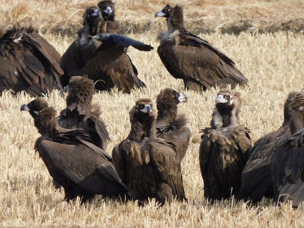 경남 고성독수리체험장. 사진=한국관광공사
