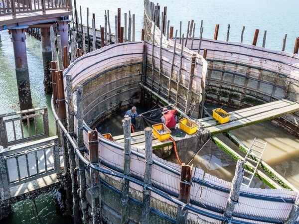 2~3명이 분업해 작업을 하는 죽방렴. 사진=한국관광공사